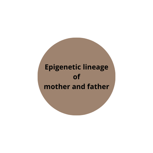 Epigenetic lineage of mother and father